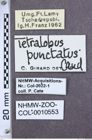 Etikette zu Tetralobus punctatus (NHMW-ZOO-COL-0010553)